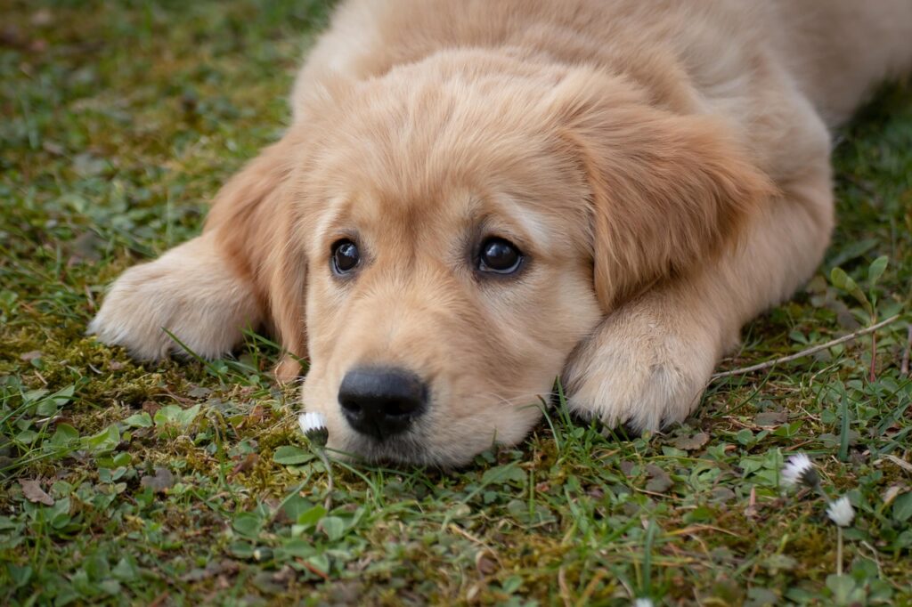 dog, puppy, golden retriever, breed, pet, nature, canine, animal, mammal, purebred dog, friend, grass, meadow